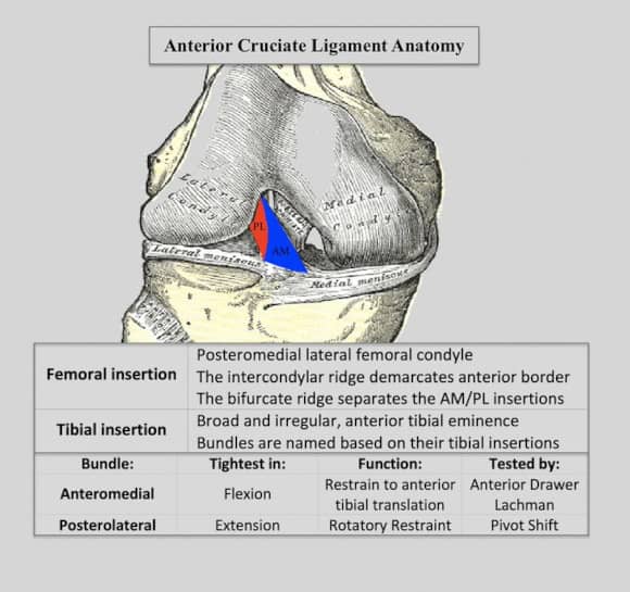 Ortho Reviews - Image