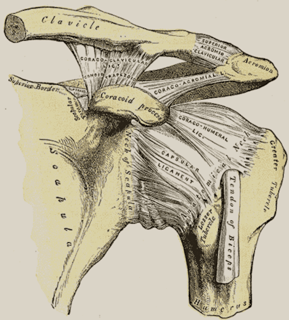 Ortho Reviews - Image