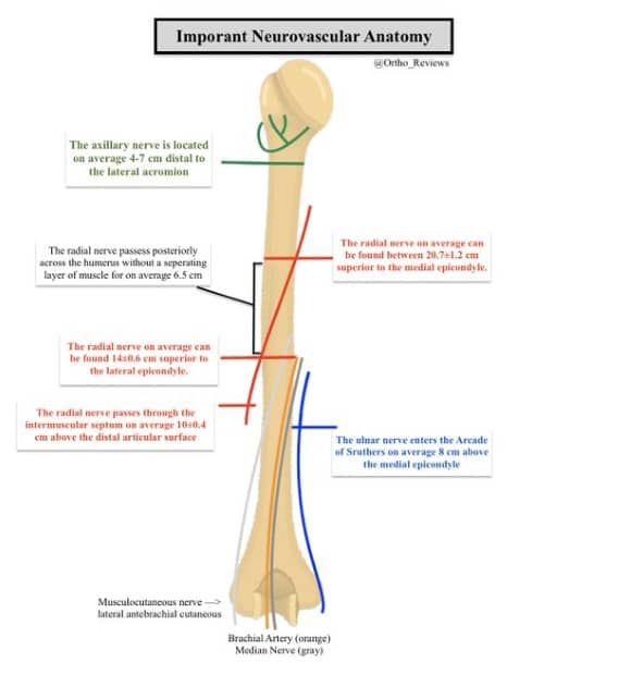 Ortho Reviews - Image