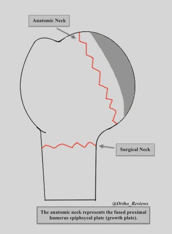 Ortho Reviews - Image