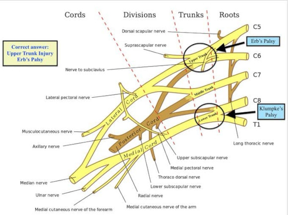 Ortho Reviews - Image