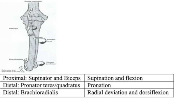 Ortho Reviews - Image