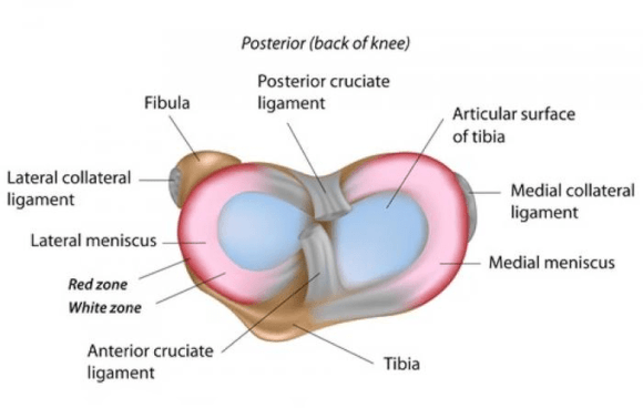 Ortho Reviews - Image