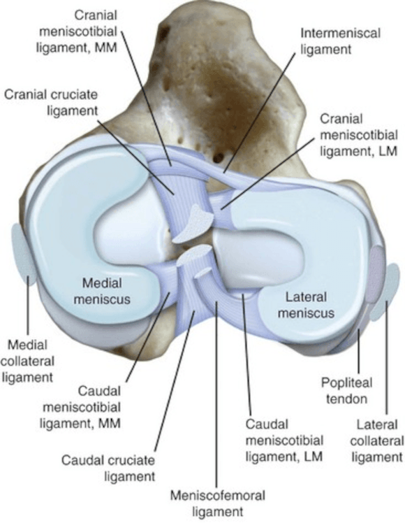 Ortho Reviews - Image