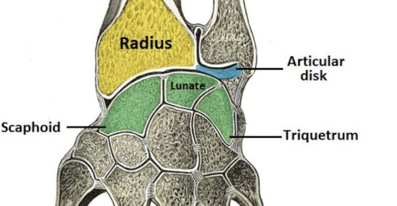 Ortho Reviews - Image