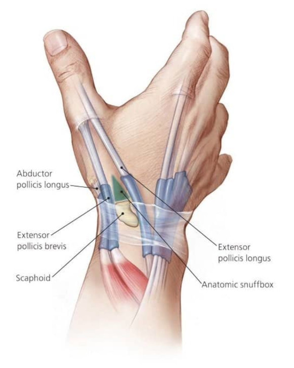 Ortho Reviews - Image