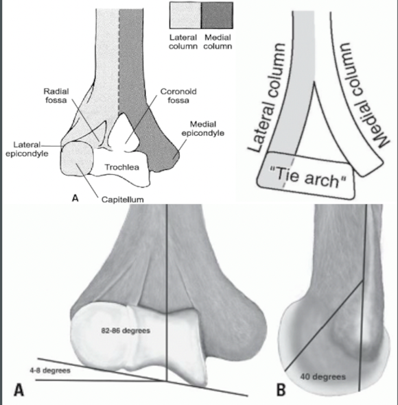 Ortho Reviews - Image