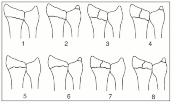 Ortho Reviews - Image