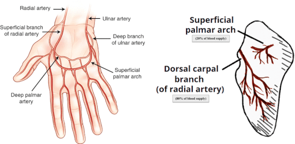 Ortho Reviews - Image