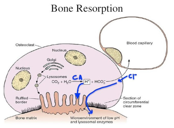 Ortho Reviews - Image