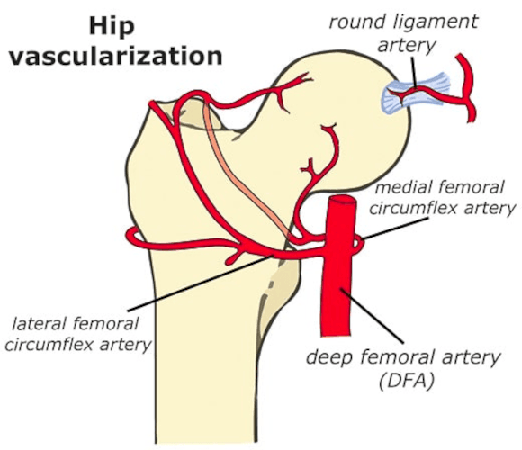 Ortho Reviews - Image